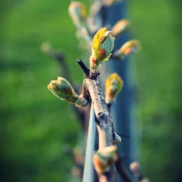 Terre de ciel 2024 (IGP Vaucluse)
