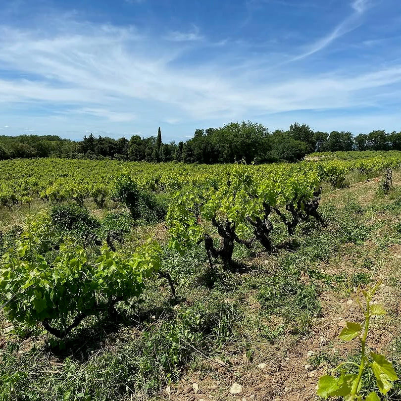 Terre de ciel 2024 (IGP Vaucluse)