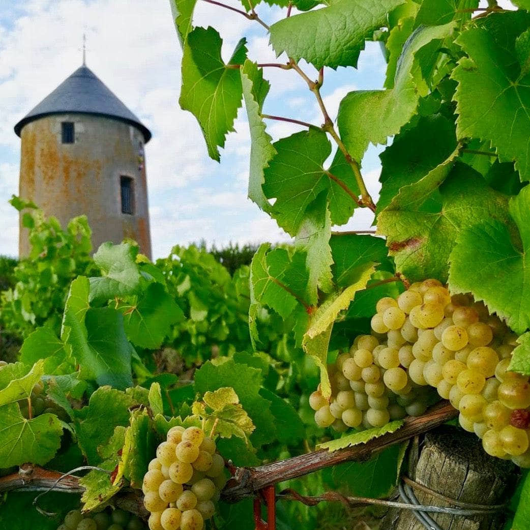 Muscadet 2023 (AOC)