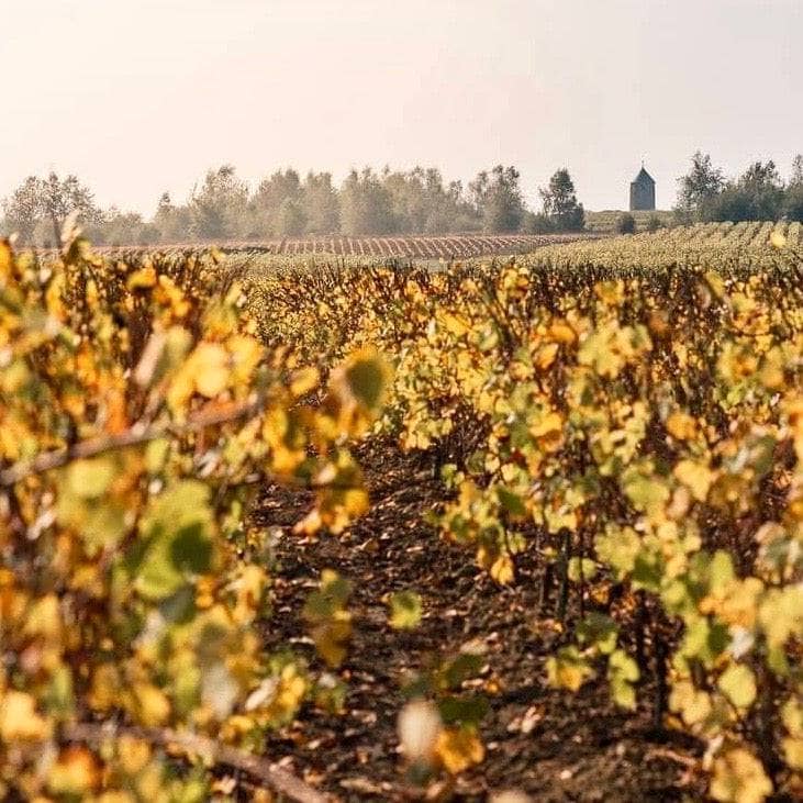 Muscadet 2023 (AOC)