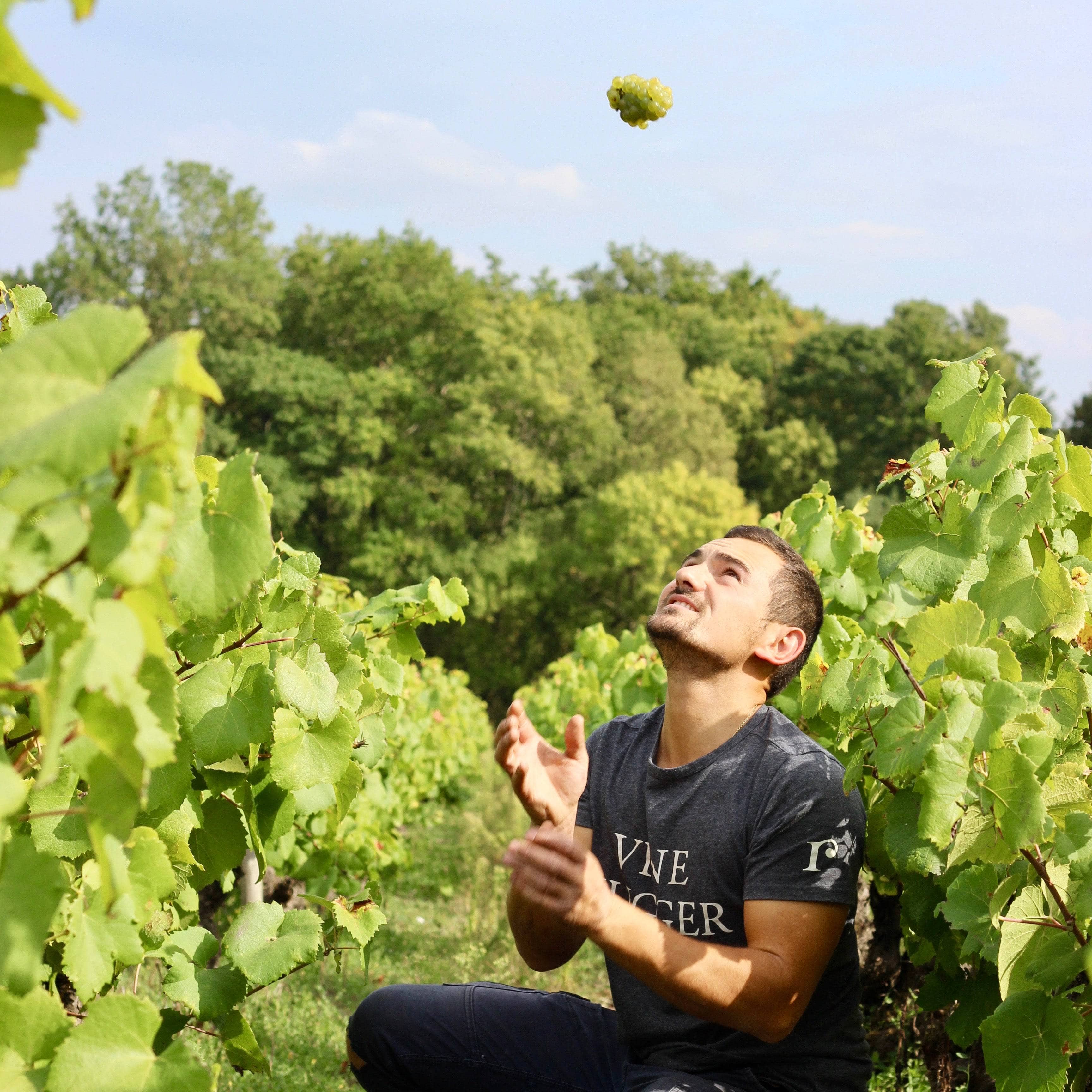 Muscadet 2023 (AOC)