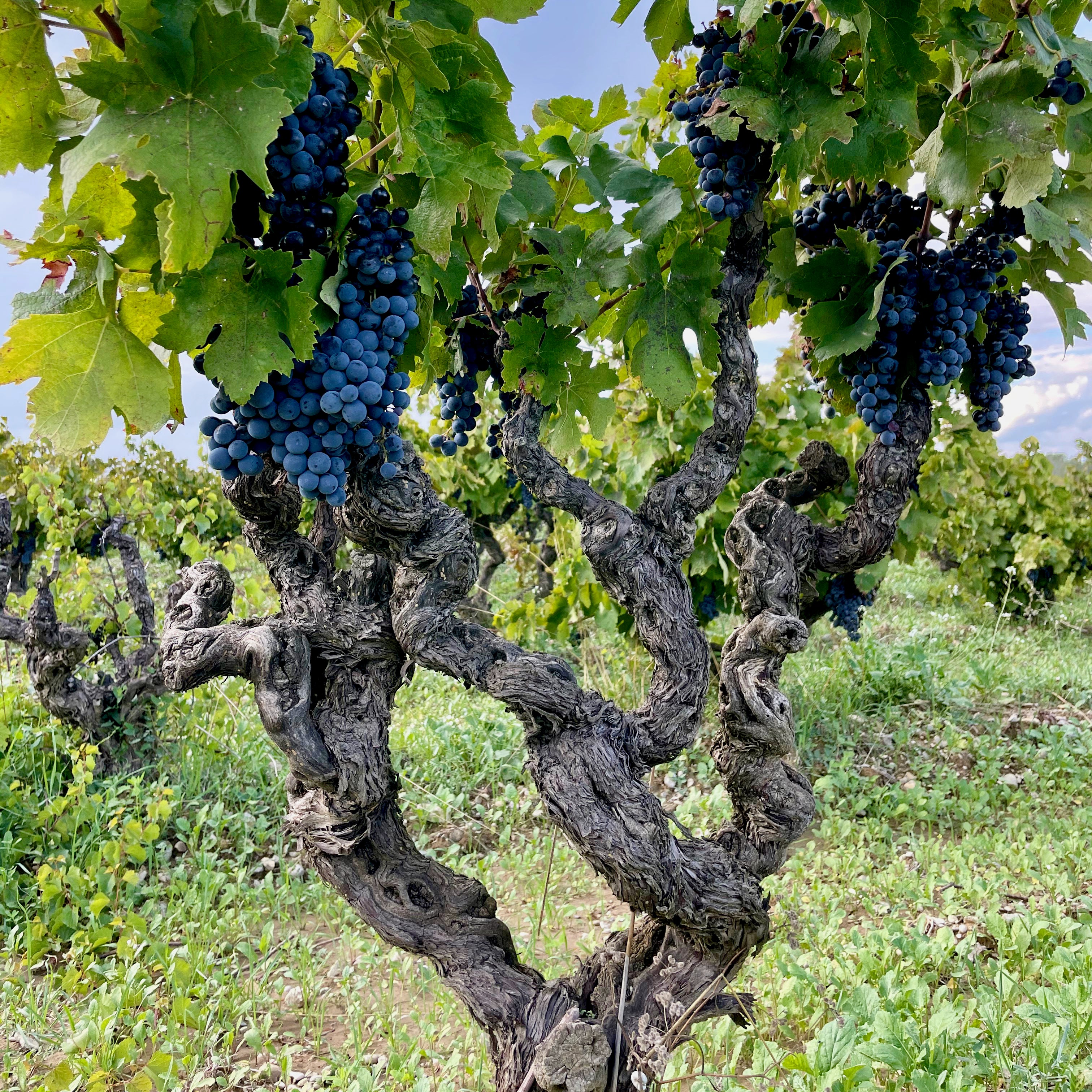 Grain carmin 2023 (AOC Côtes-du-Rhône)