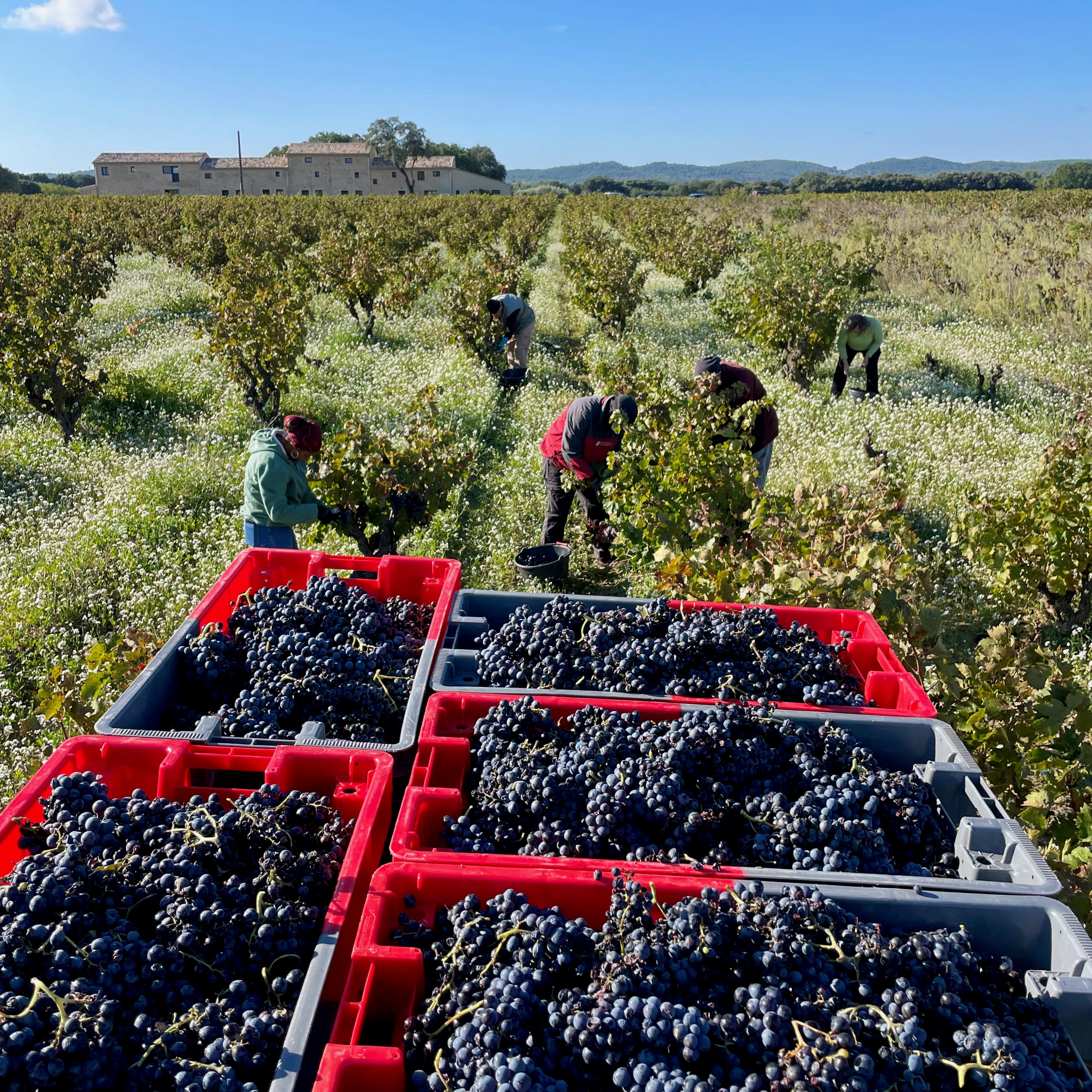 Grain carmin 2023 (AOC Côtes-du-Rhône)