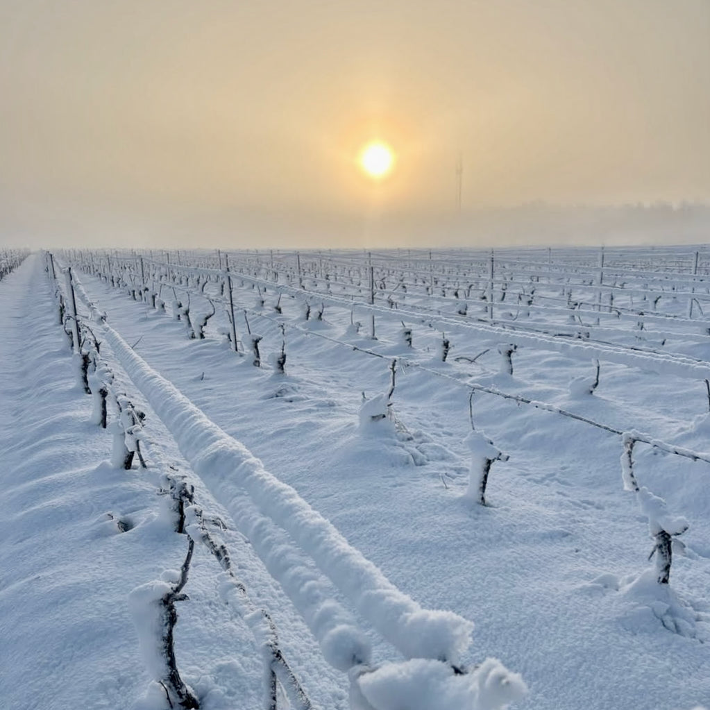 Toublan 2025 (AOC Muscadet)