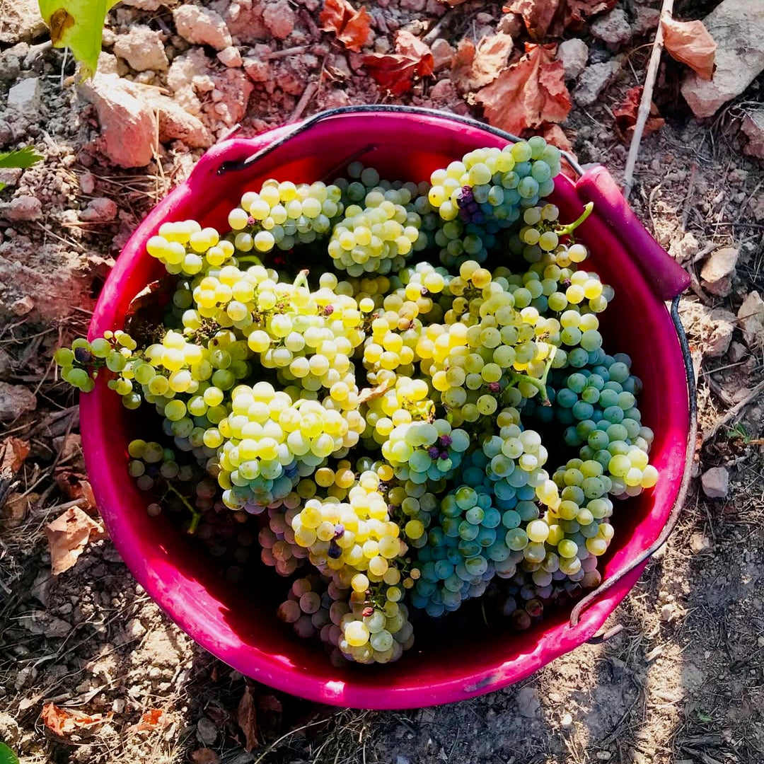 Toublan 2025 (AOC Muscadet)