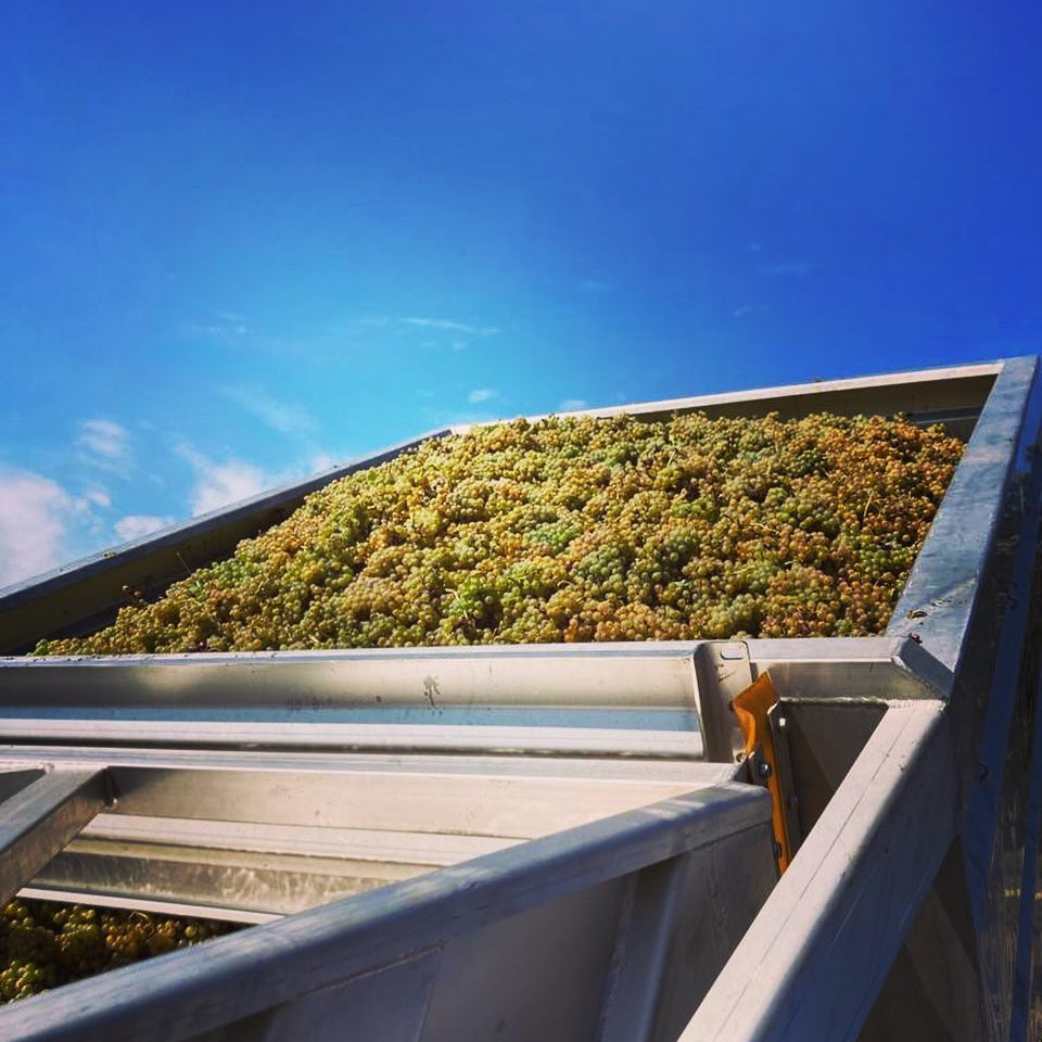 Toublan 2025 (AOC Muscadet)