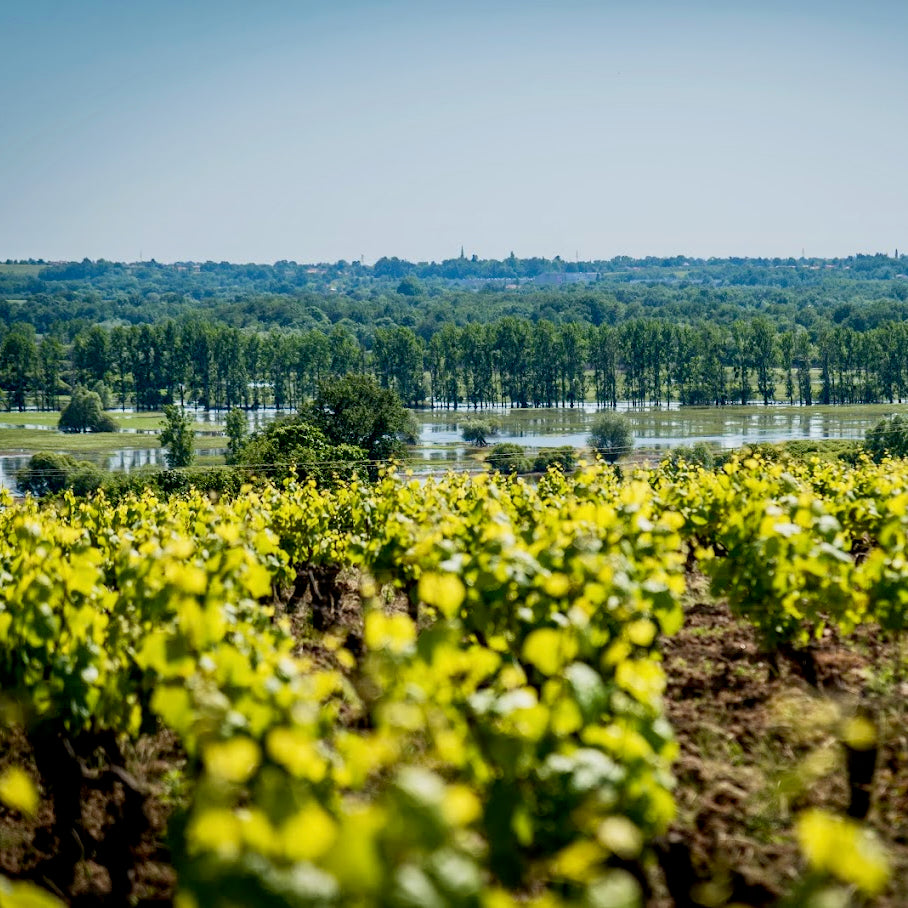 Toublan 2025 (AOC Muscadet)