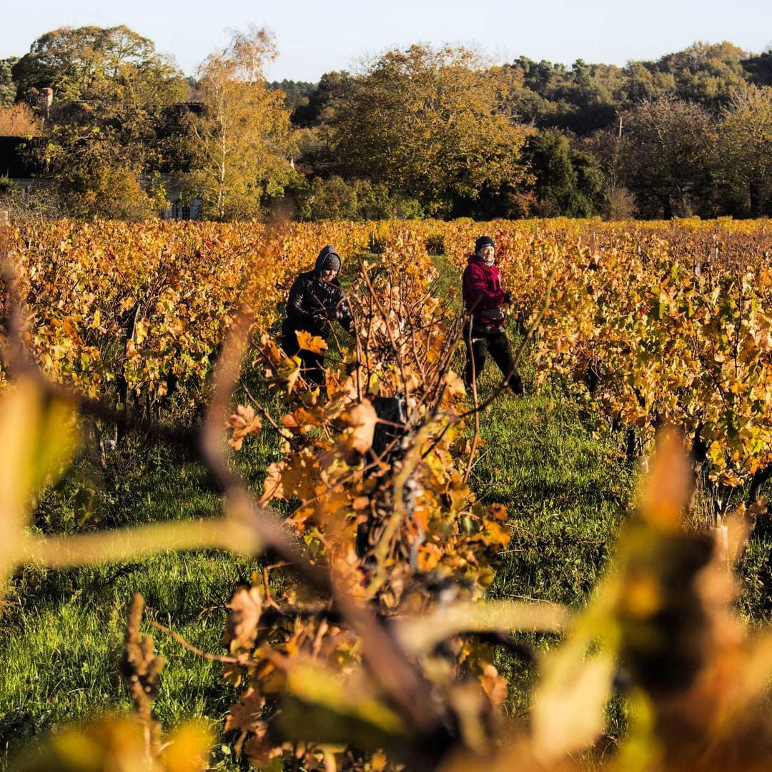  catherine pierre breton - trinch - dilettante - chenin - bourgueil - cubi bio - bib bio - vin nature - 1 