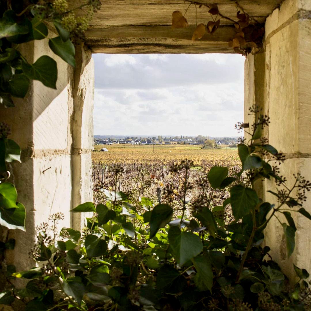  catherine pierre breton - trinch - dilettante - chenin - bourgueil - cubi bio - bib bio - vin nature - 2 