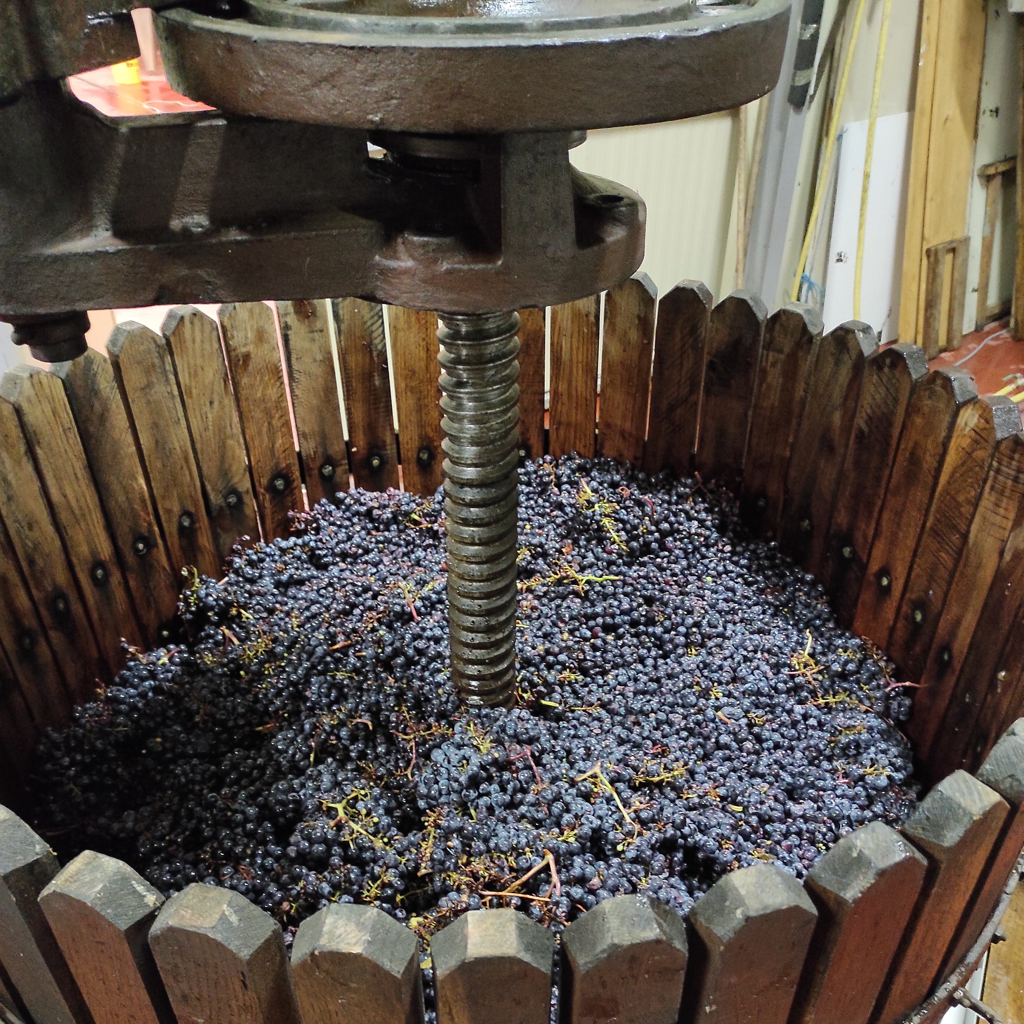 Plan cuve 2024 (Vin de France)