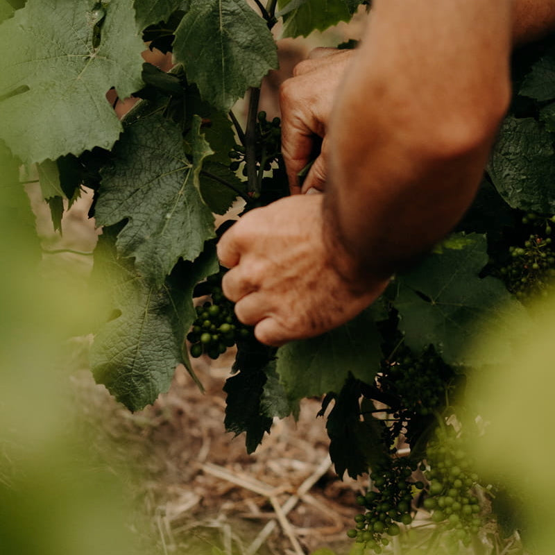 Plan cuve 2024 (Vin de France)
