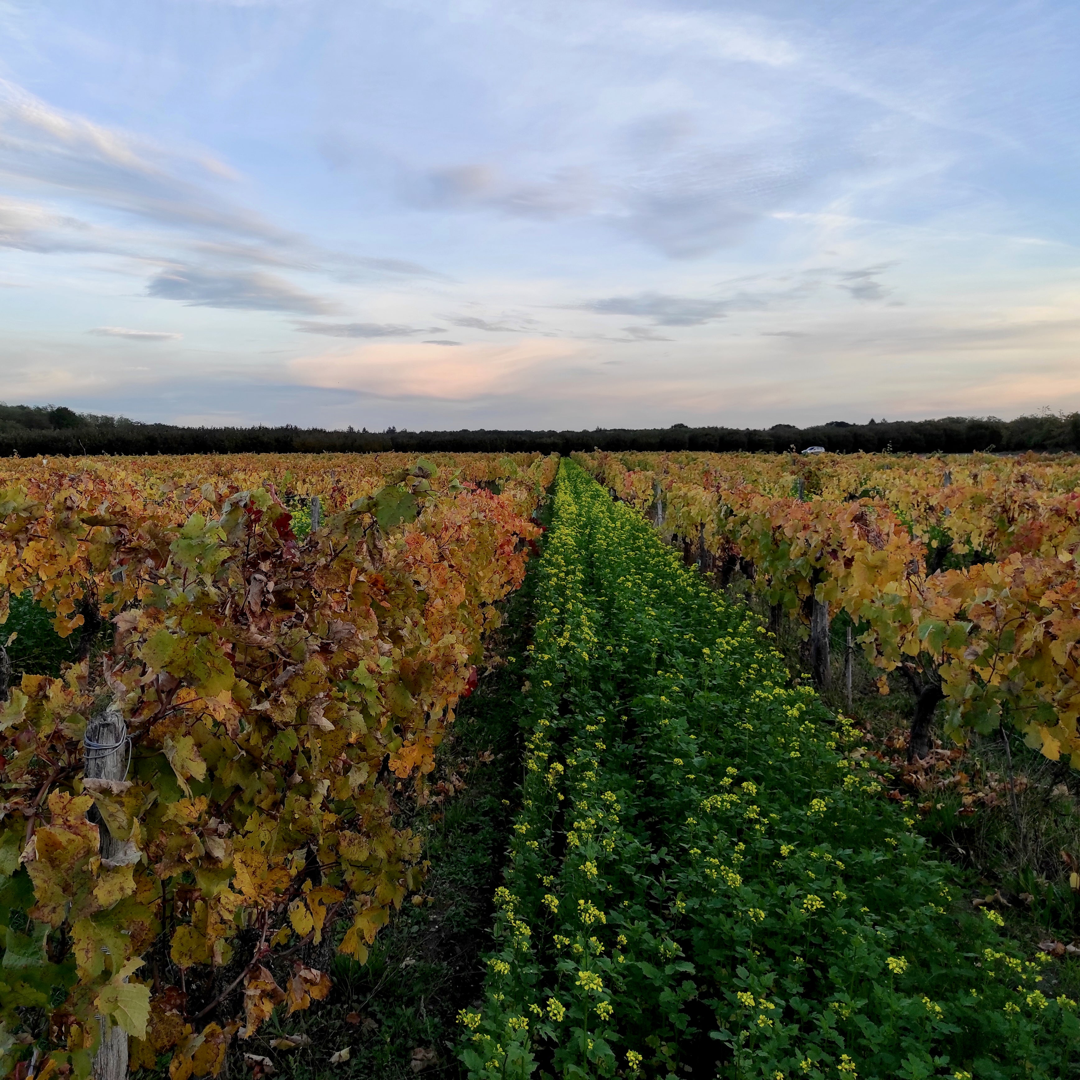 Plan cuve 2024 (Vin de France)