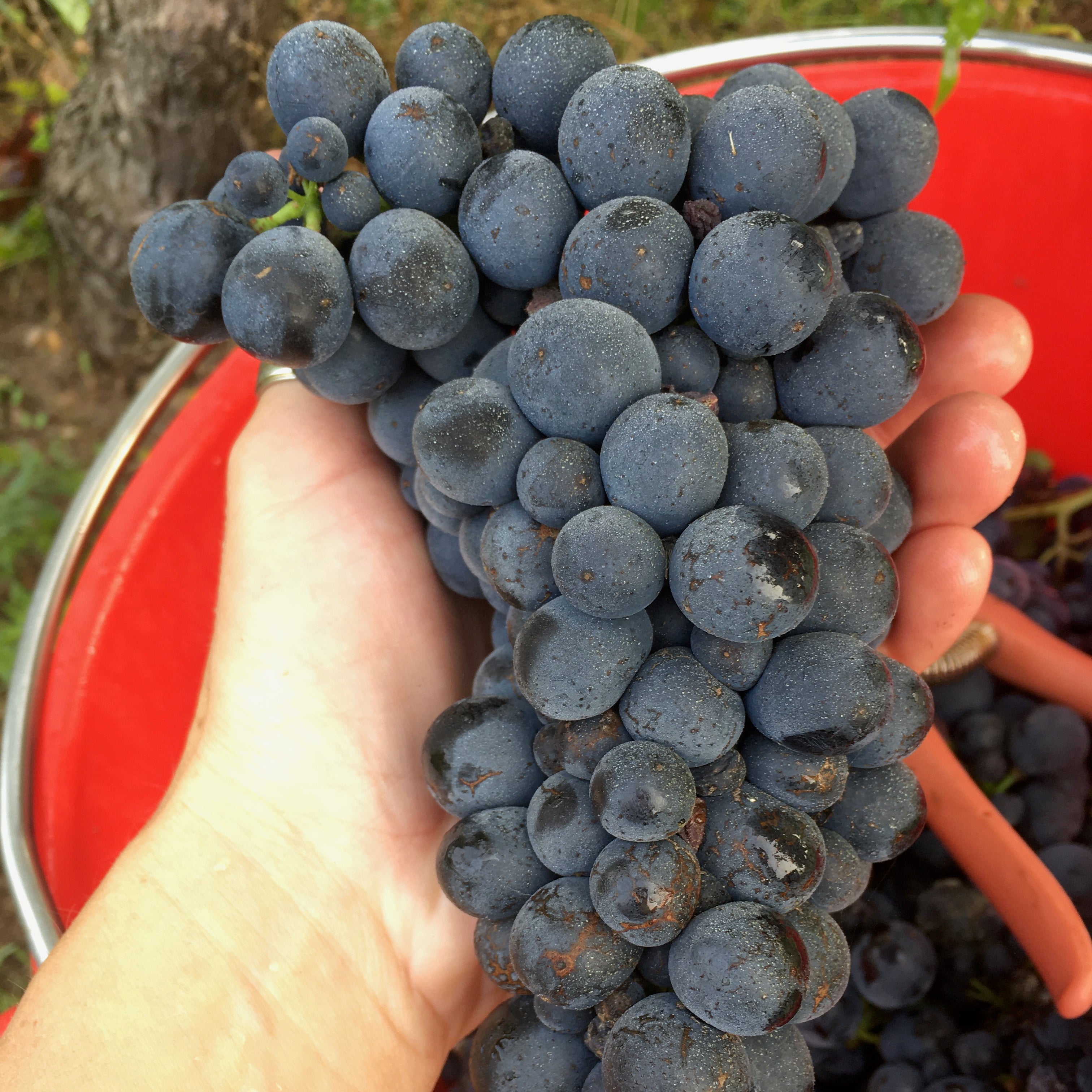 Plan cuve 2024 (Vin de France)