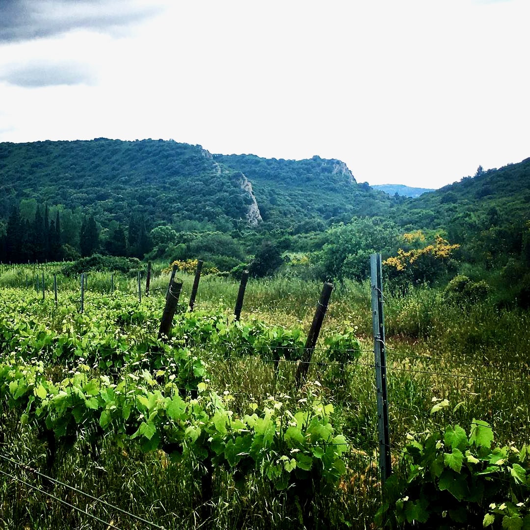  chateau beauregard-mirouze - karine et nicolas - corbières - lo fadat - blouge de laÌ€ - let it bib - cubi bib bio - biodynamie - vin nature - 6 