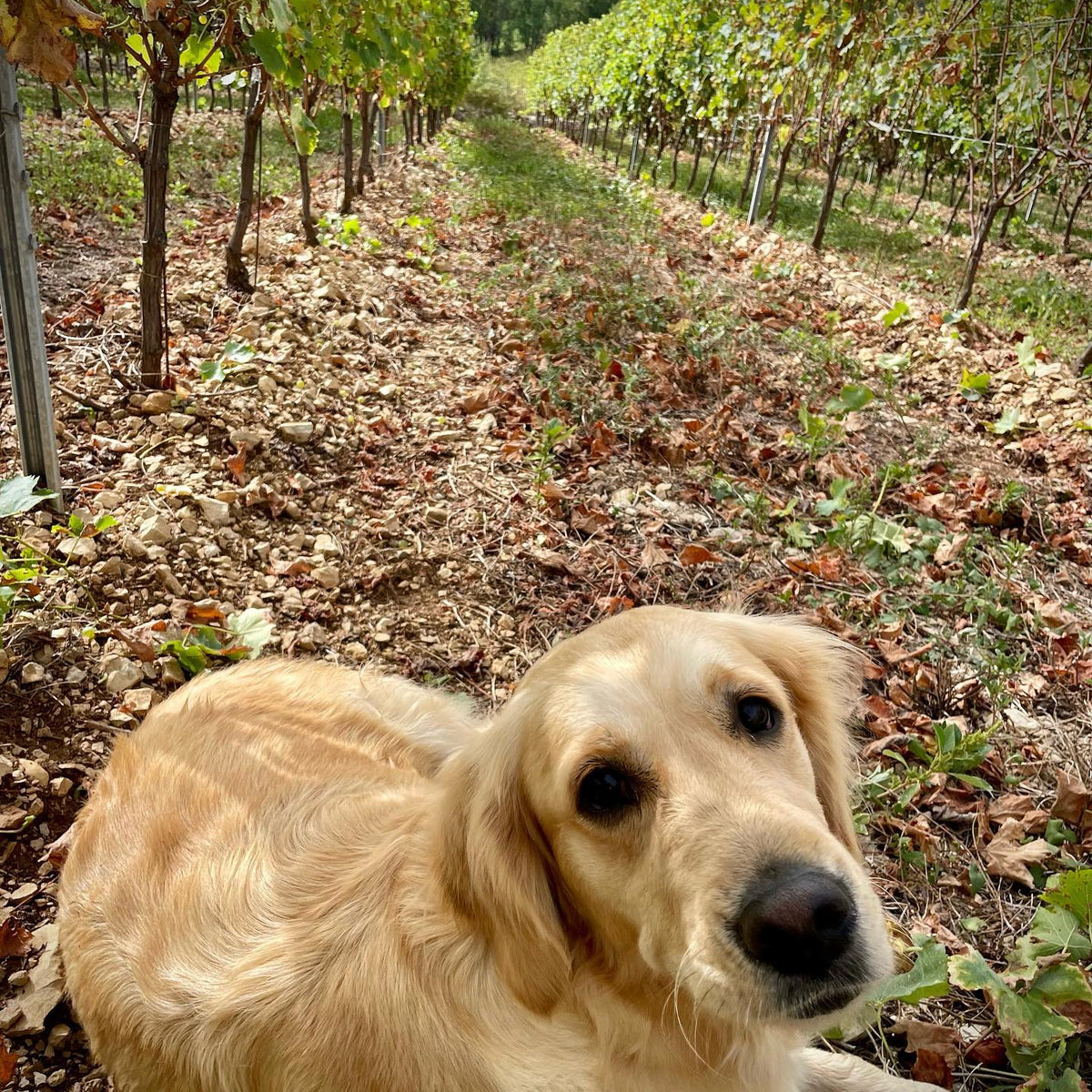 BIBI 2025 (AOC Cahors)