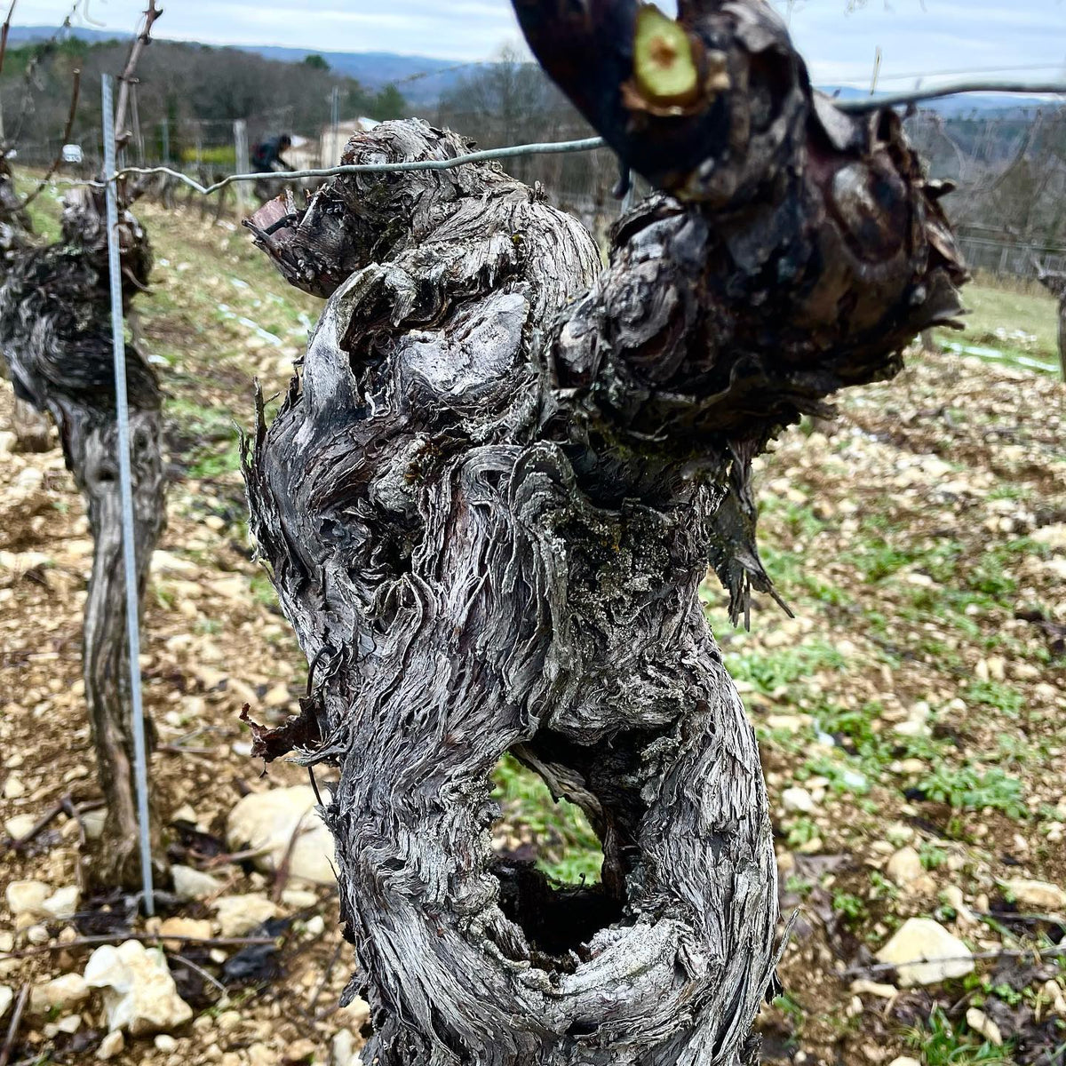 BIBI 2025 (AOC Cahors)