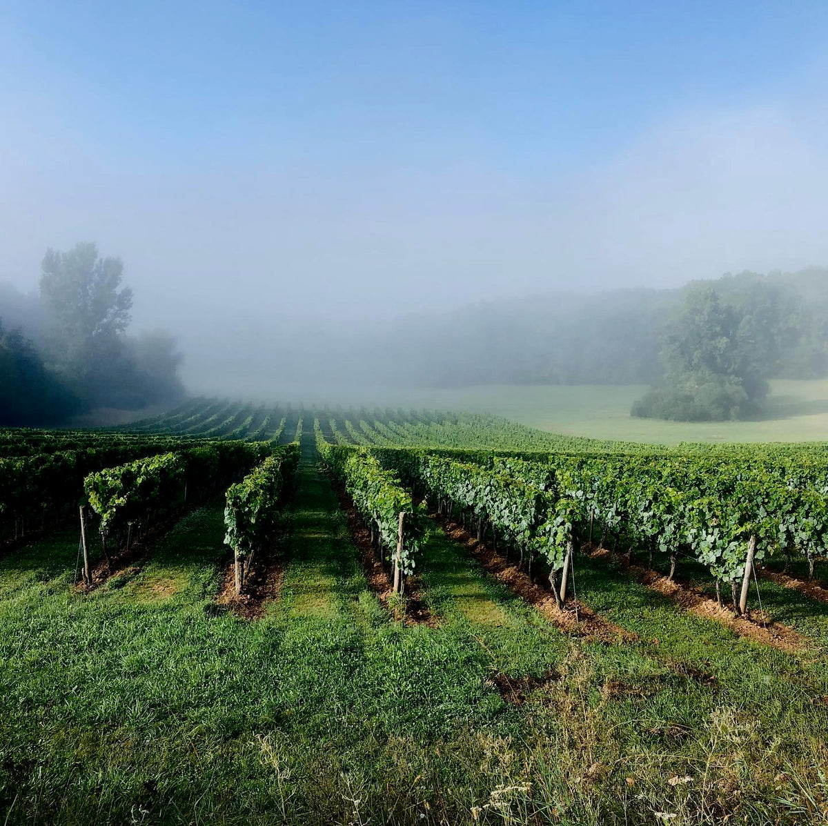 BIBI 2025 (AOC Cahors)