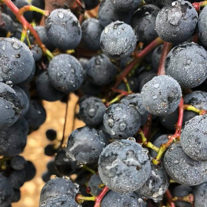BIBI 2025 (AOC Cahors)