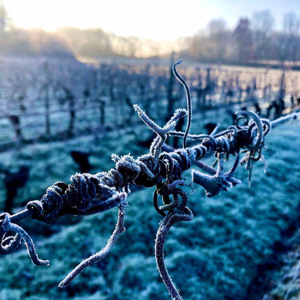 BIBI 2025 (AOC Cahors)