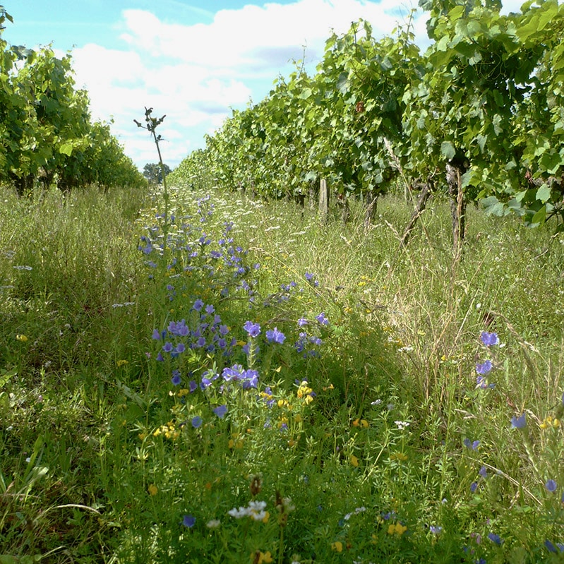  chateau de passavant - lecomte - chenin - anjou - bib bio - cubi bio - vin nature - let it bib - 2 