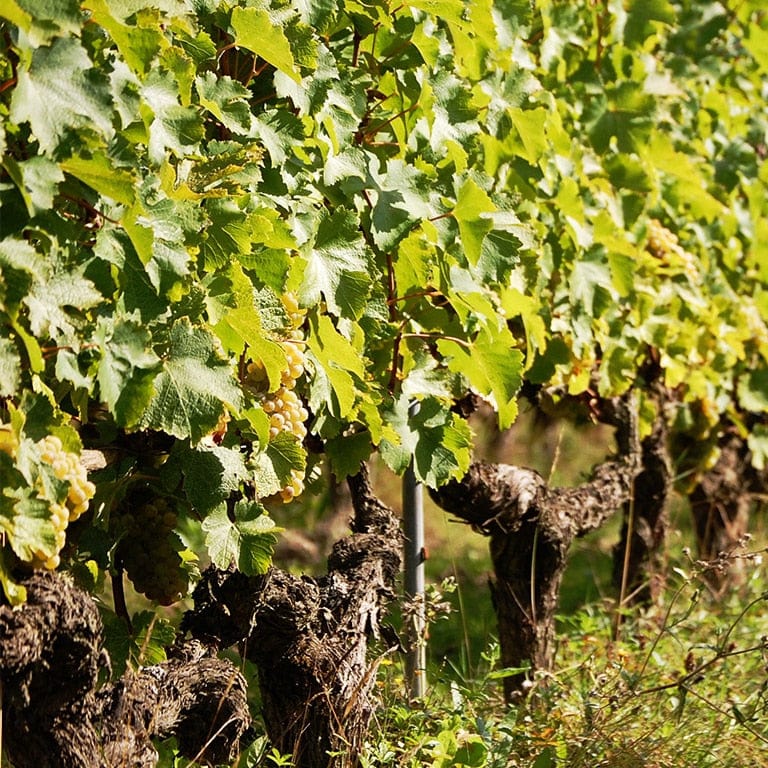  chateau de passavant - lecomte - chenin - anjou - bib bio - cubi bio - vin nature - let it bib - 4 