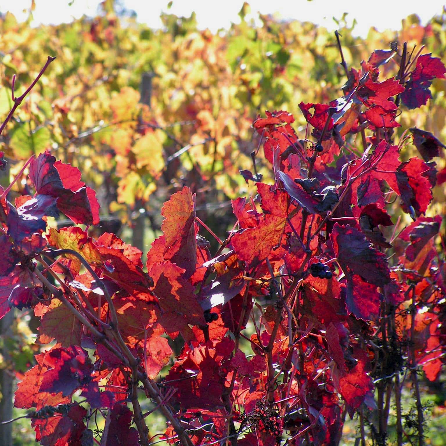  chateau de passavant - lecomte - chenin - anjou - bib bio - cubi bio - vin nature - let it bib - 6 