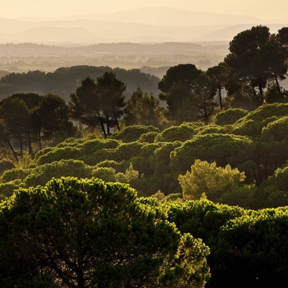 Caïman 2023 (AOC Costières-de-Nîmes)