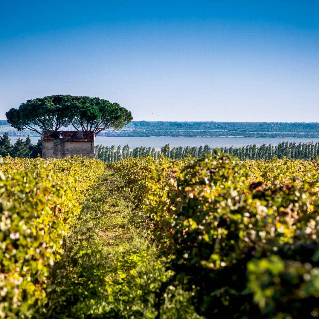 Caïman 2023 (AOC Costières-de-Nîmes)