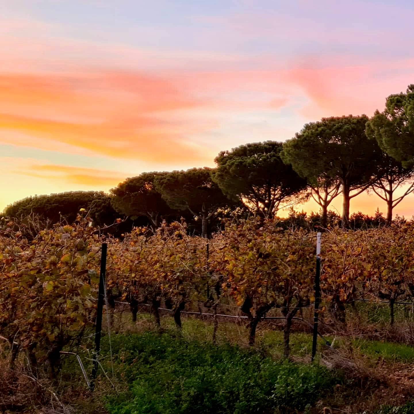 Caïman 2023 (AOC Costières-de-Nîmes)