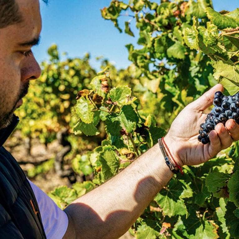 Caïman 2023 (AOC Costières-de-Nîmes)