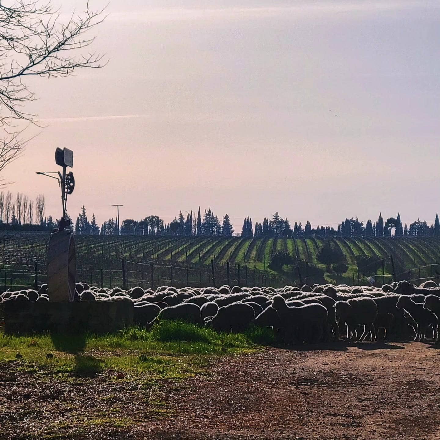 Caïman 2023 (AOC Costières-de-Nîmes)