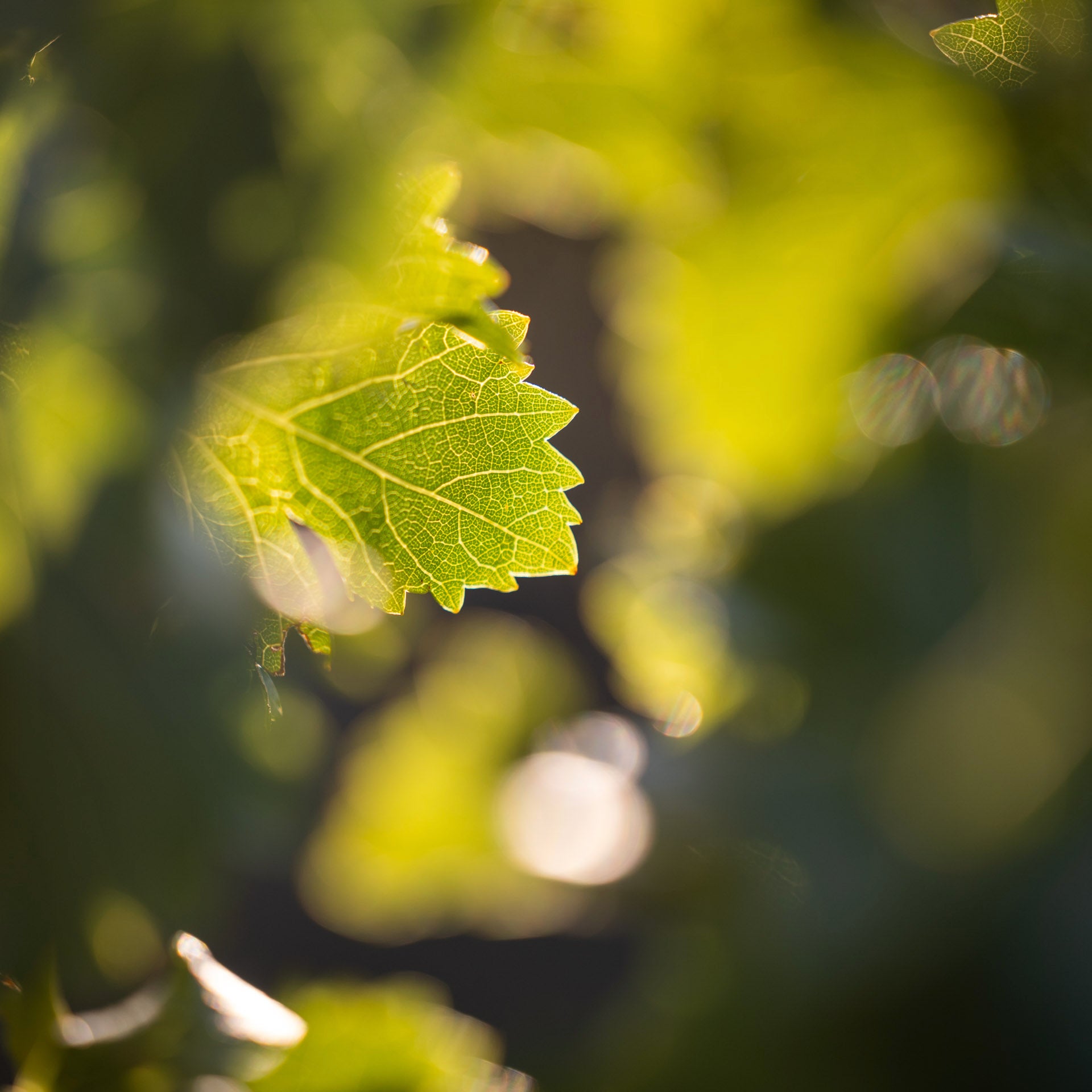 Côtes catalanes (IGP)