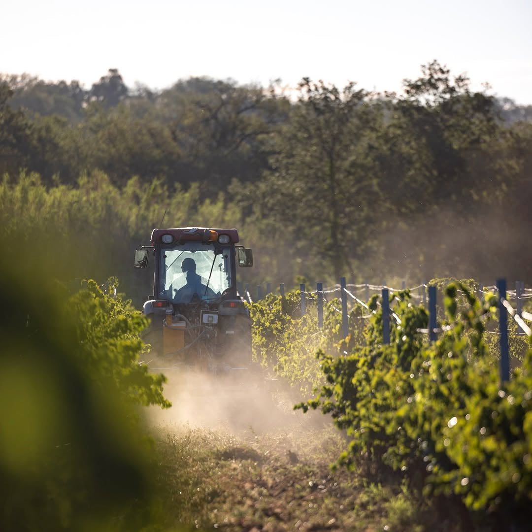 Côtes catalanes (IGP)