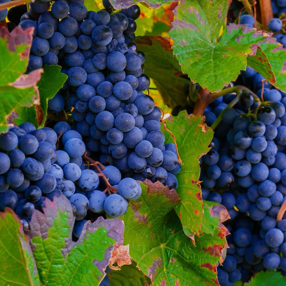 Côtes catalanes (IGP)