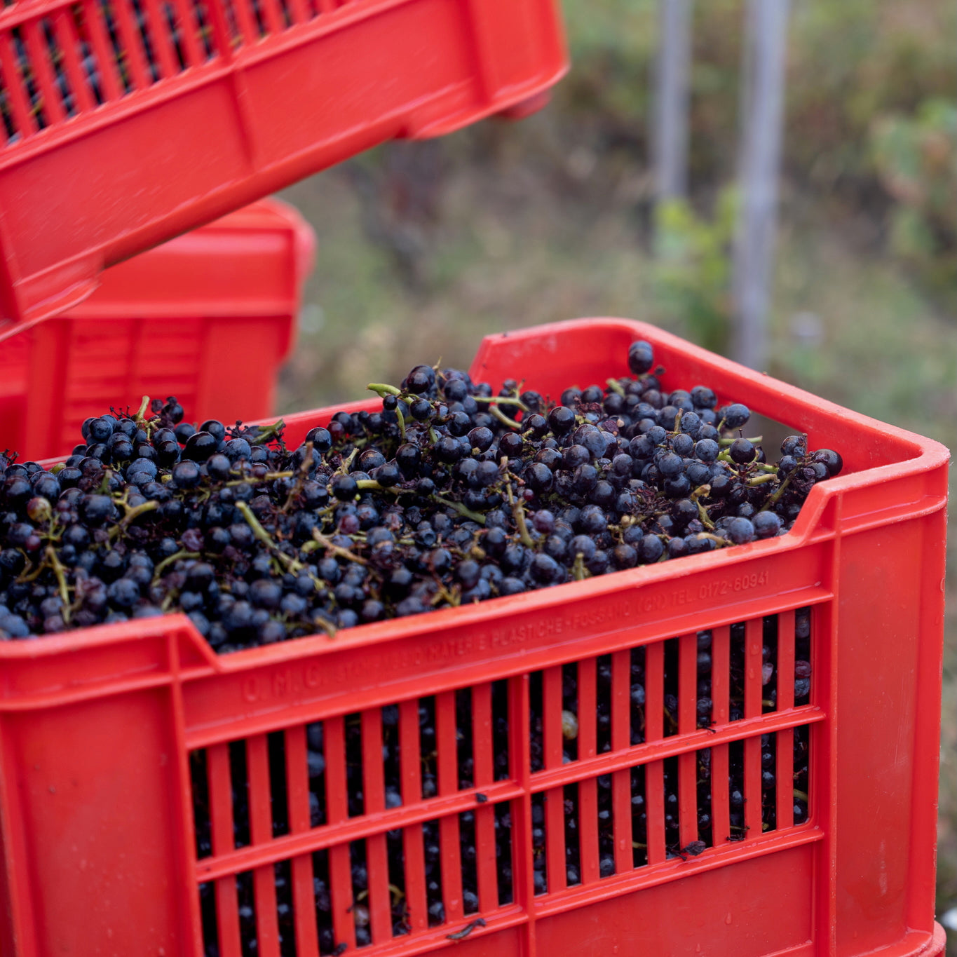 Pinot noir 2024 (IGP Comtés rhodaniens)