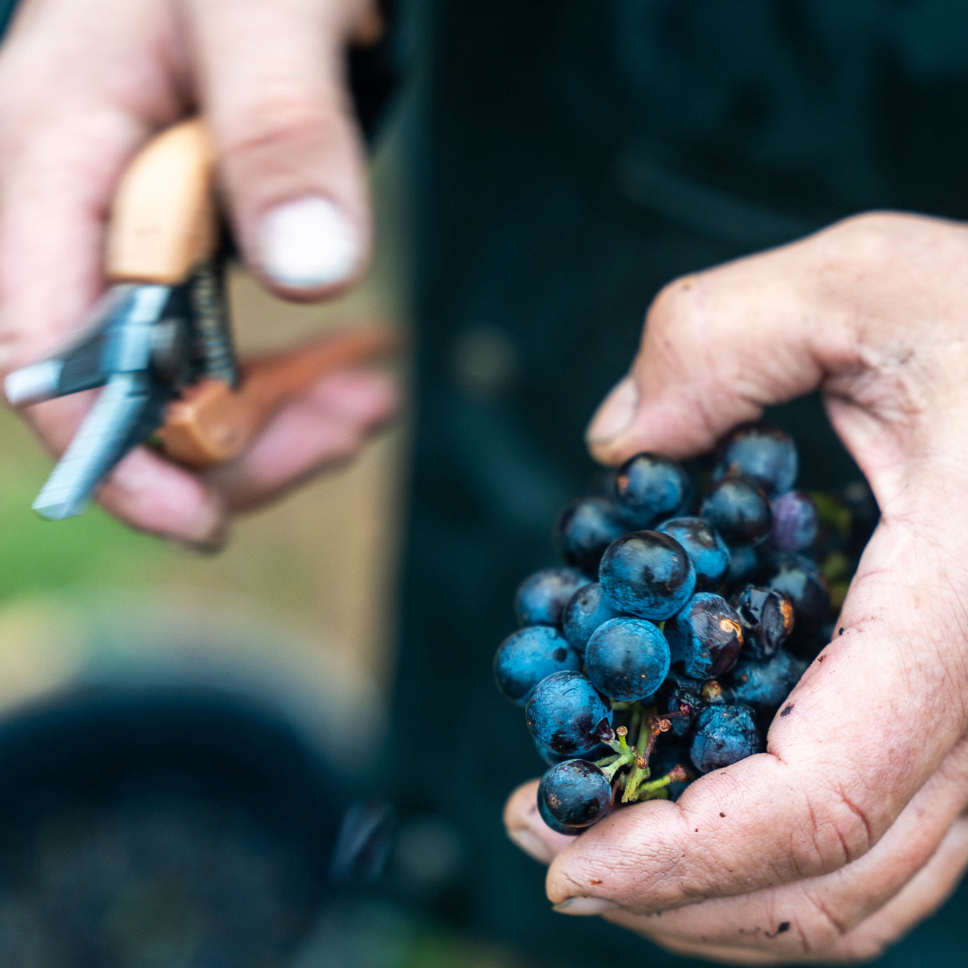 Pinot noir 2024 (IGP Comtés rhodaniens)