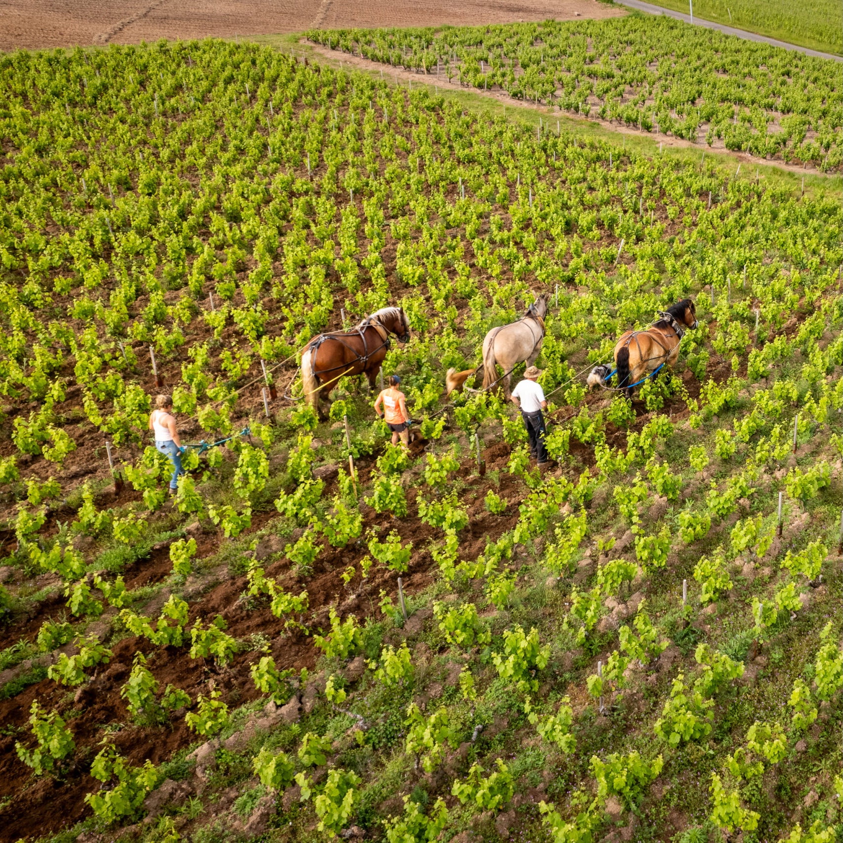 Pinot noir 2024 (IGP Comtés rhodaniens)