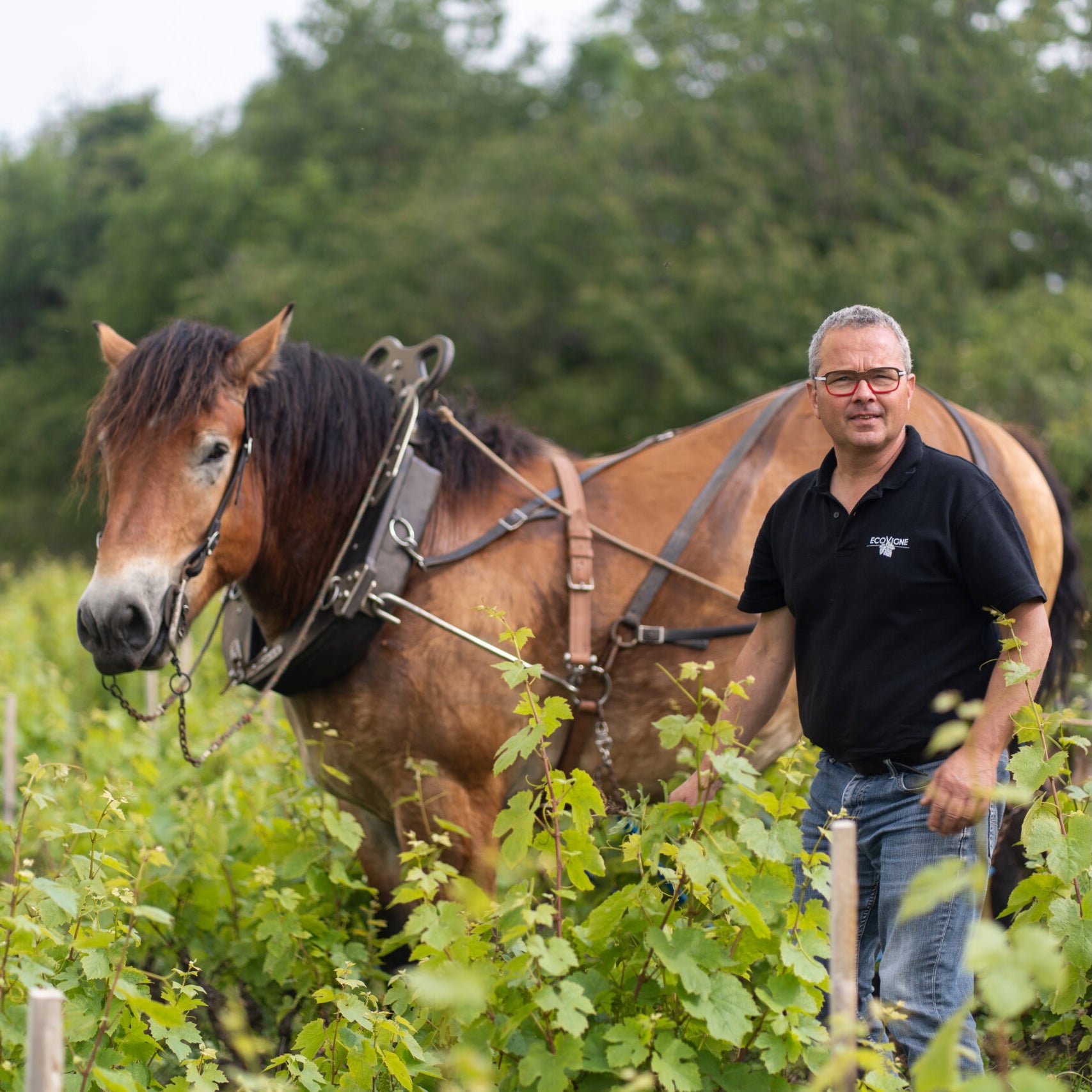 Pinot noir 2024 (IGP Comtés rhodaniens)