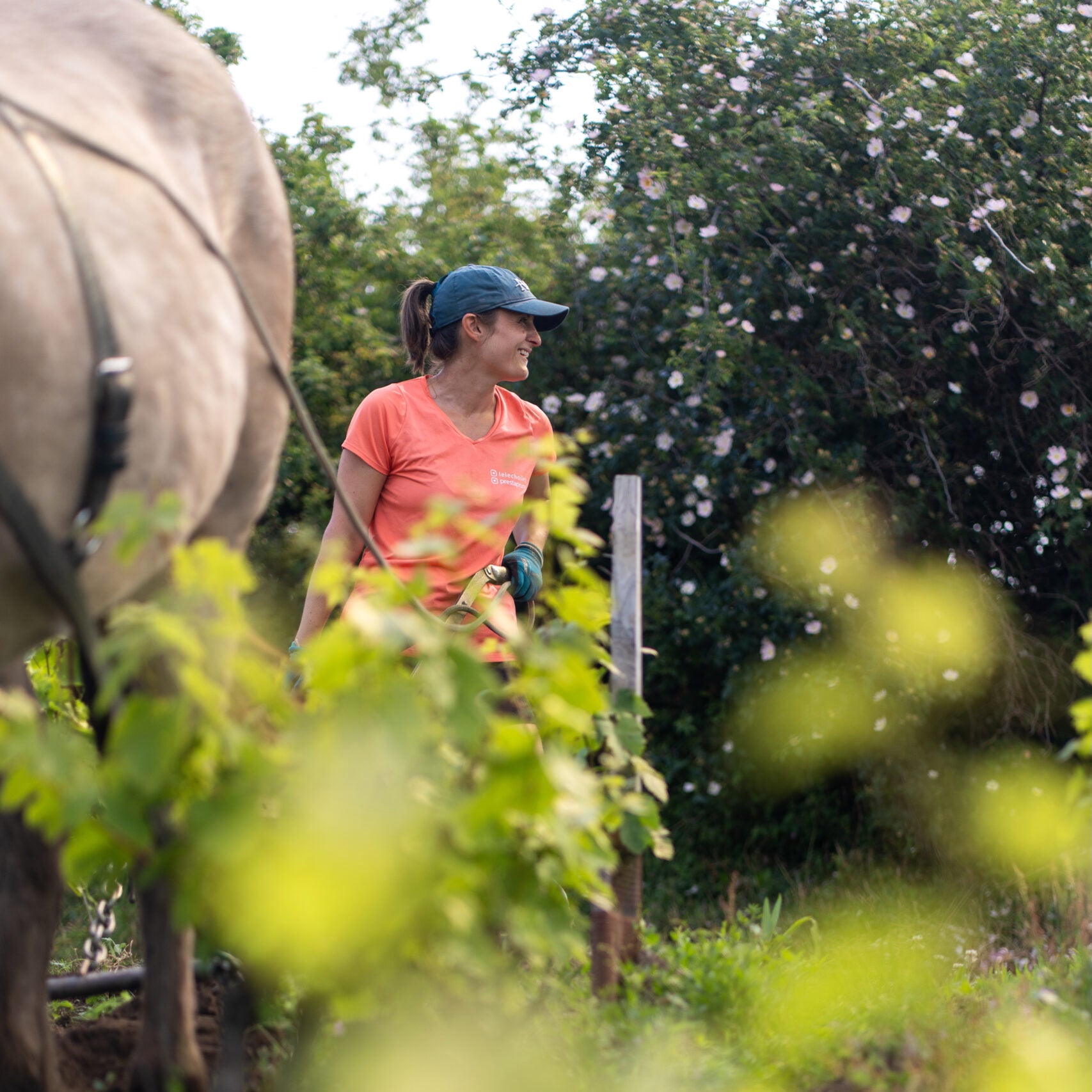 Pinot noir 2024 (IGP Comtés rhodaniens)
