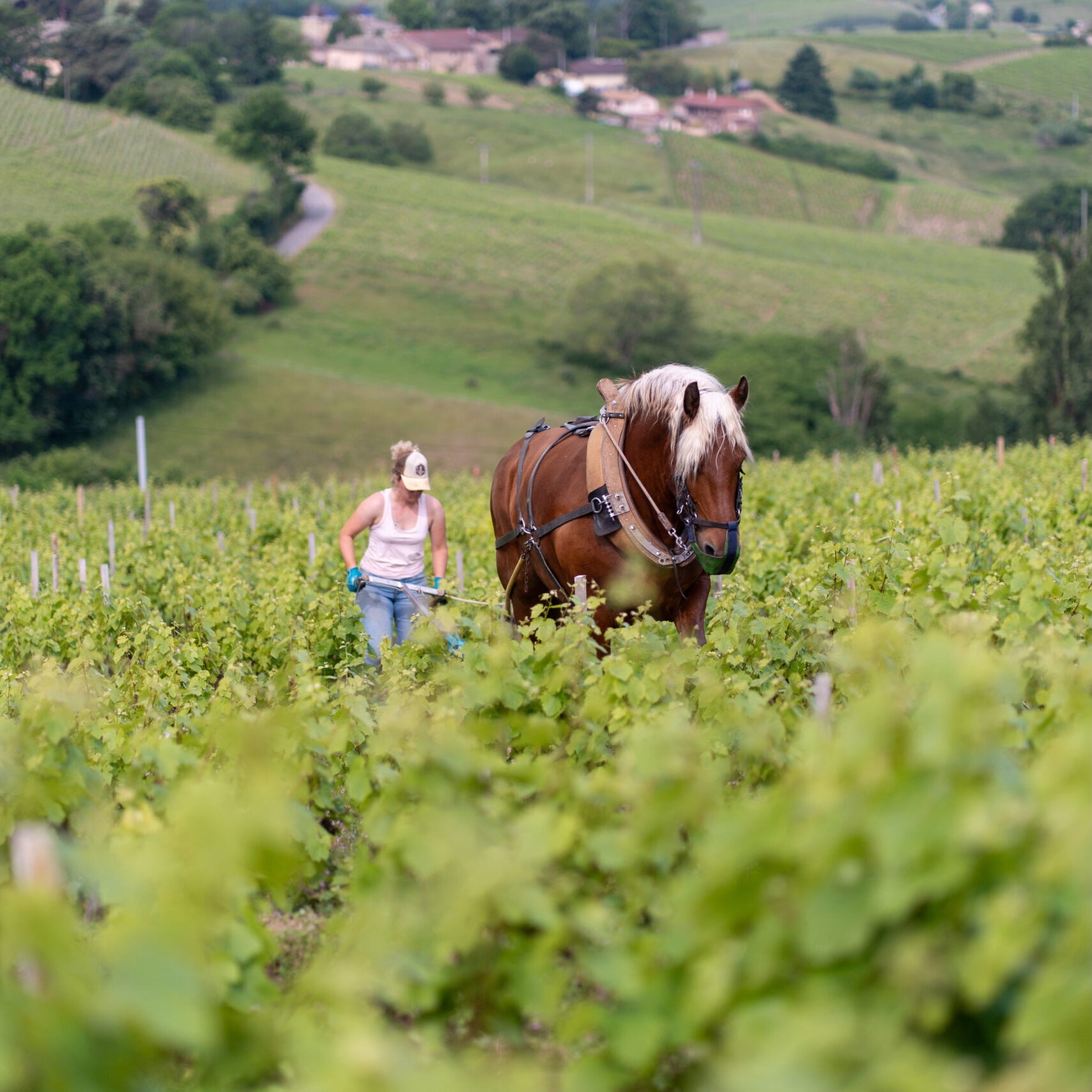 Pinot noir 2024 (IGP Comtés rhodaniens)