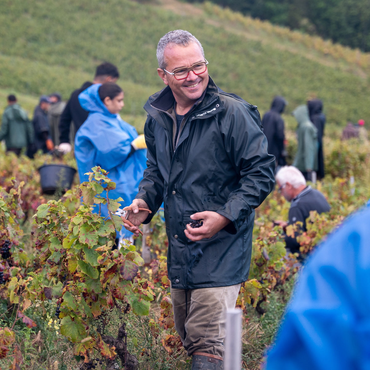 Pinot noir 2024 (IGP Comtés rhodaniens)