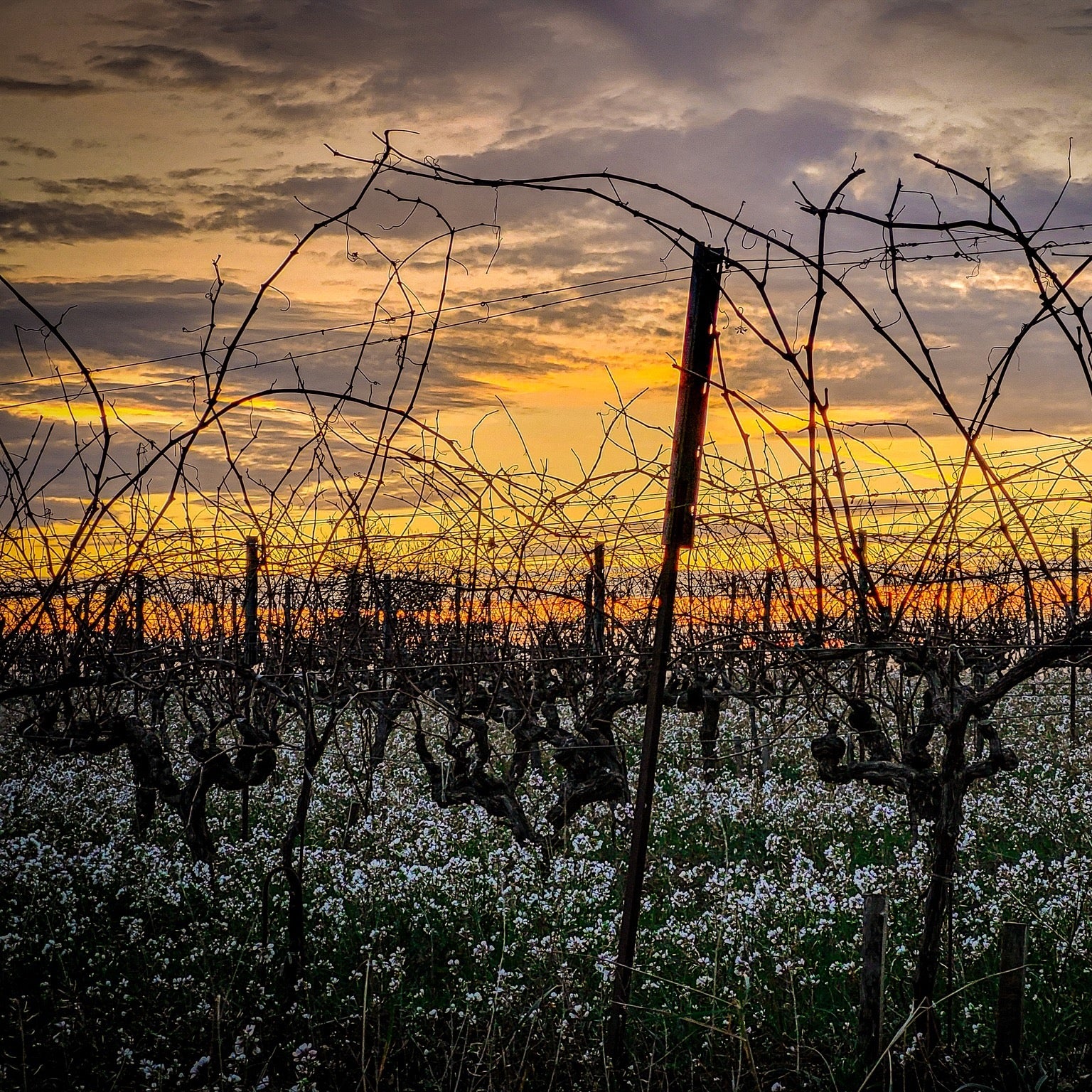 Gourmandise 2024 (AOC Côtes-du-Rhône)