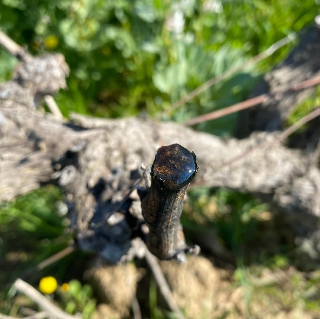 Gourmandise 2024 (AOC Côtes-du-Rhône)