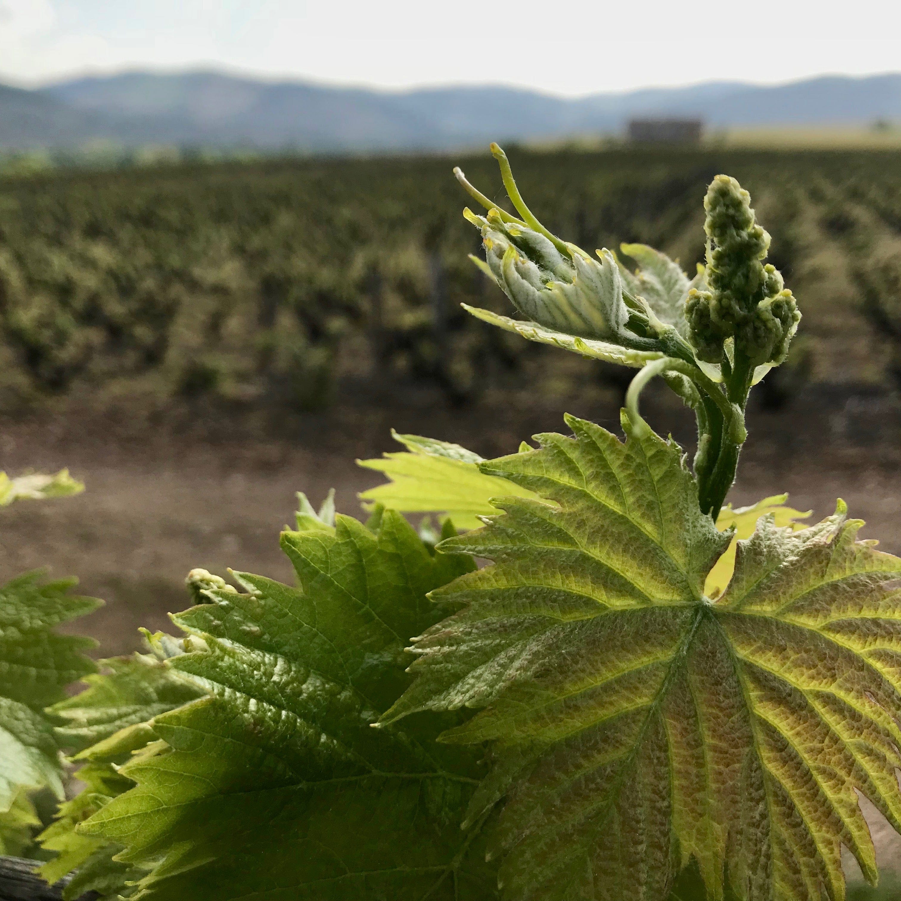  cubi bio - bib bio - christophe pacalet - beaujolais-villages - 2018 2 