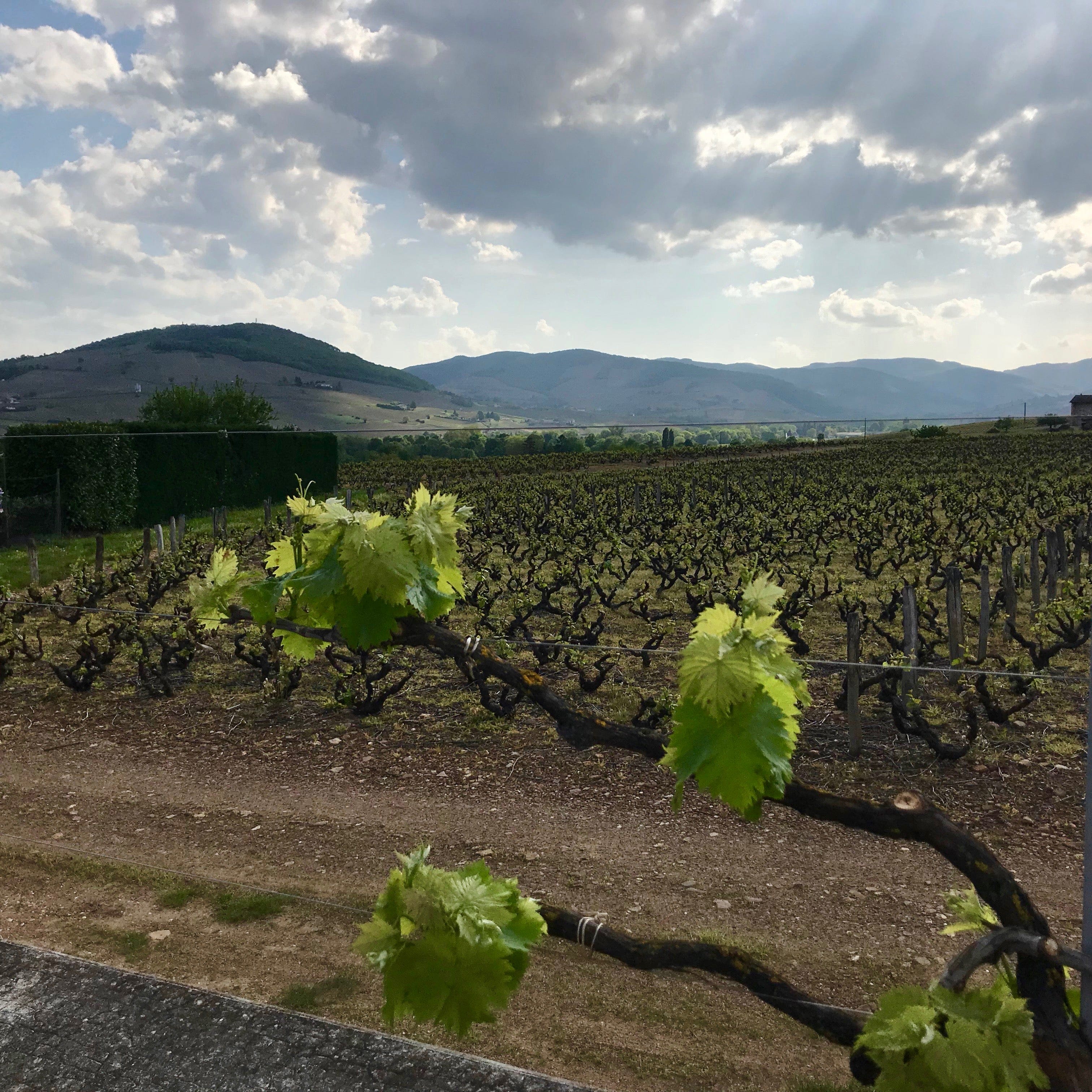  cubi bio - bib bio - christophe pacalet - beaujolais-villages - 2018 3 
