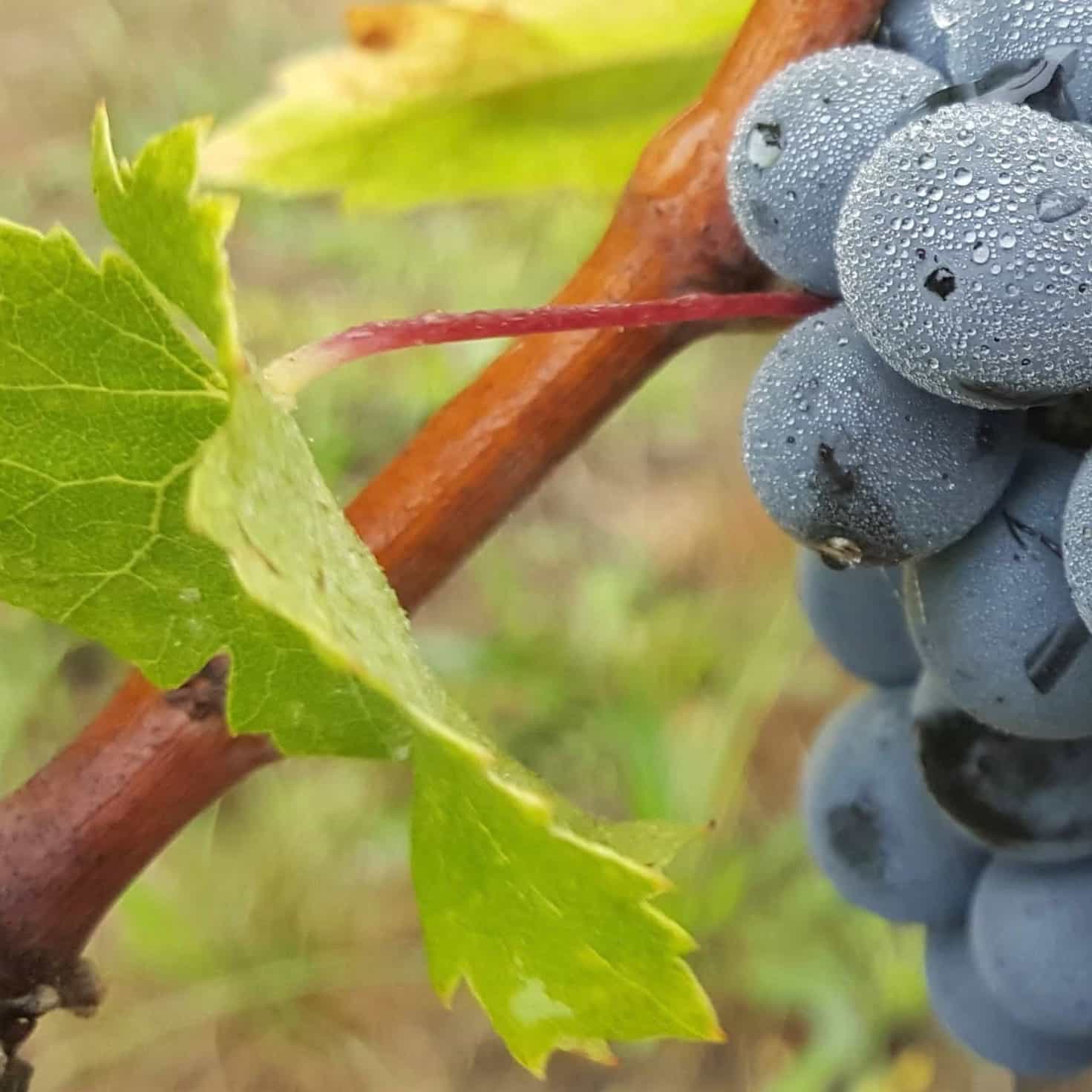  domaine ansodelles - anne rouxelin - bourgueil - cabernet franc - bib bio - cubi bio - vin nature - let it bib - 10 