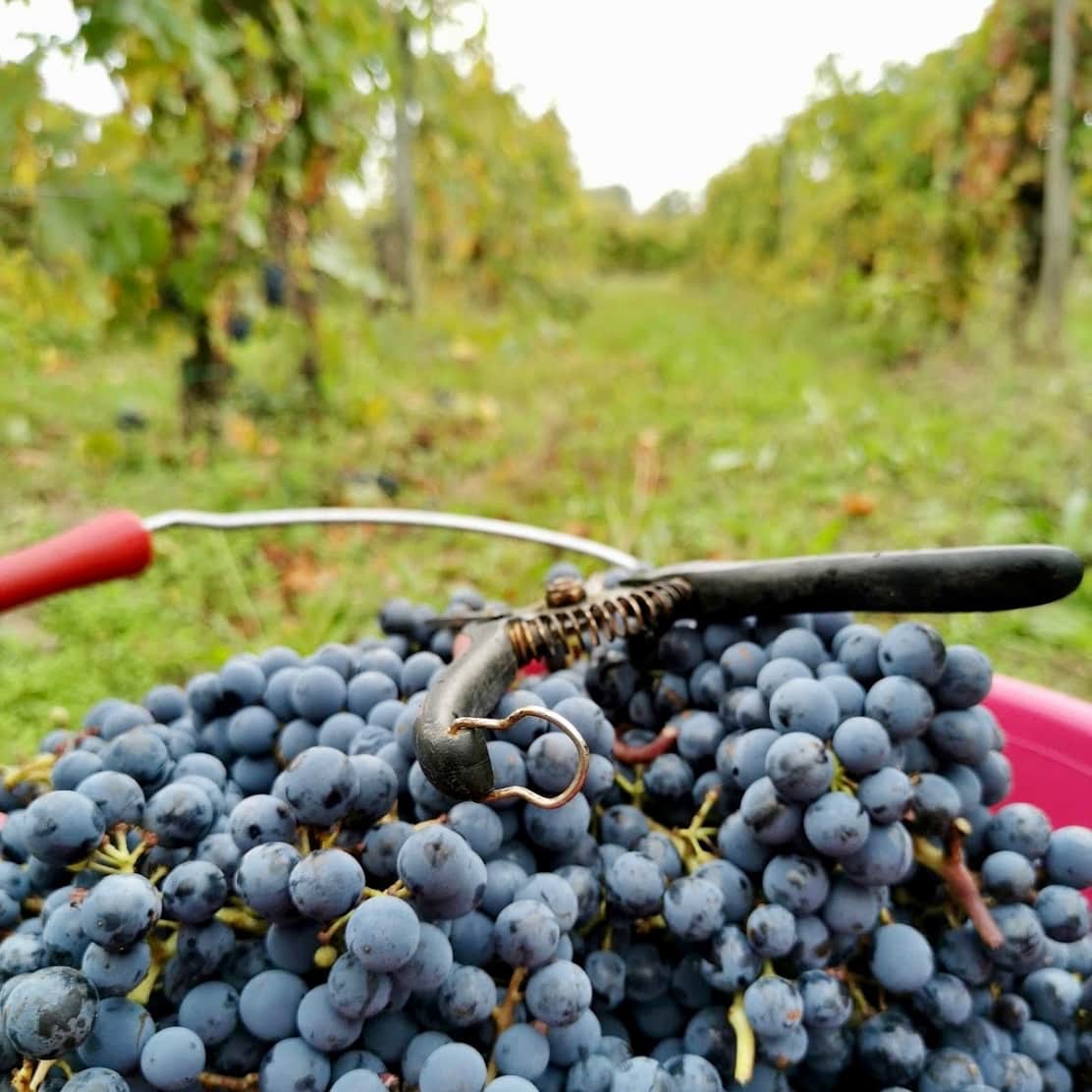  domaine ansodelles - anne rouxelin - bourgueil - cabernet franc - bib bio - cubi bio - vin nature - let it bib - 14 