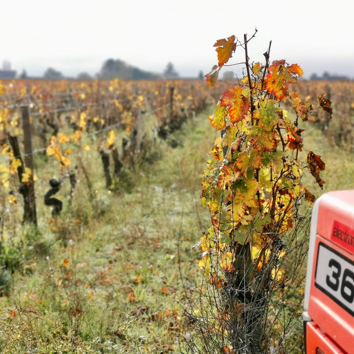  domaine ansodelles - anne rouxelin - bourgueil - cabernet franc - bib bio - cubi bio - vin nature - let it bib - 6 