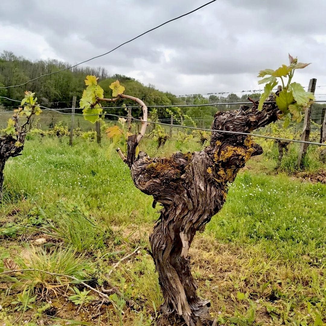  domaine bobinet - emeline calvez - sébastien - saumur - let it bib - vin nature - vin bio - bib bio - cubi bio - vin bio - 10 