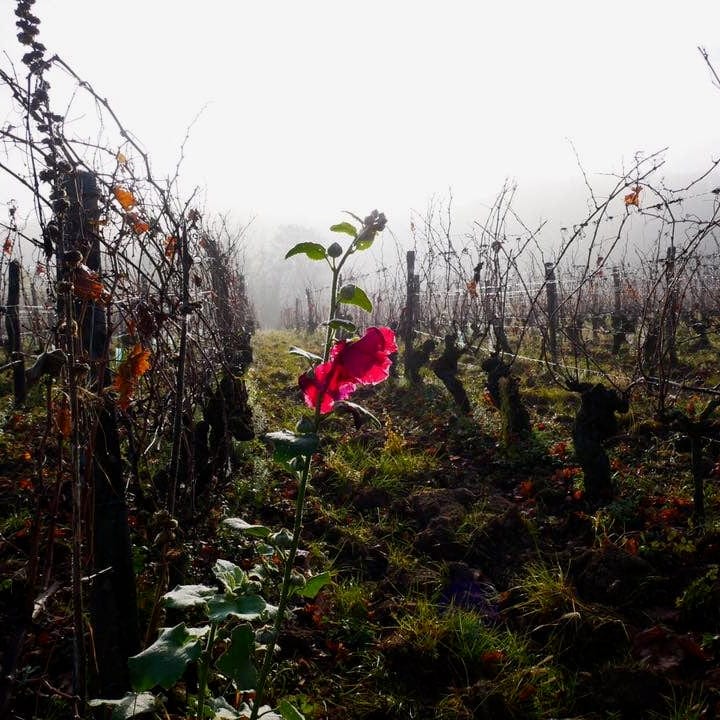  domaine bobinet - emeline calvez - sébastien - saumur - let it bib - vin nature - vin bio - bib bio - cubi bio - vin bio - 8 